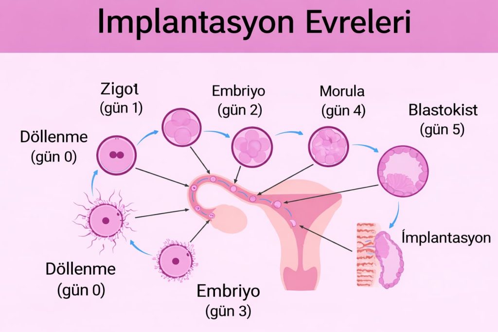 İmplantasyon (Yerleşme) Nedir ve Ne Zaman Olur?